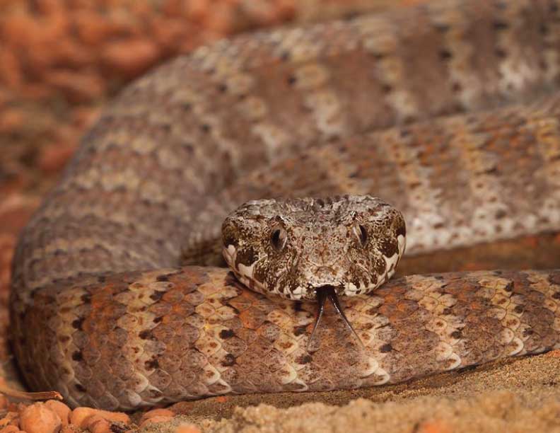 Reptile & Snake Handling & Relocation Courses Hands on Wildlife