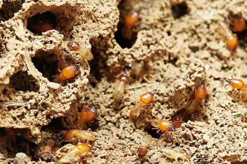 How to Kill Termites in Your Home A Complete Guide