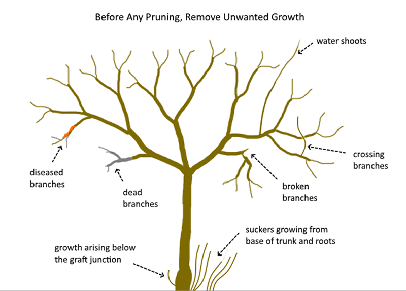 Why Tree Pruning is Important