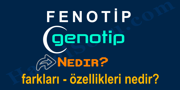Fenotip Genotip Nedir? Farkları Örnekler HangiSoru