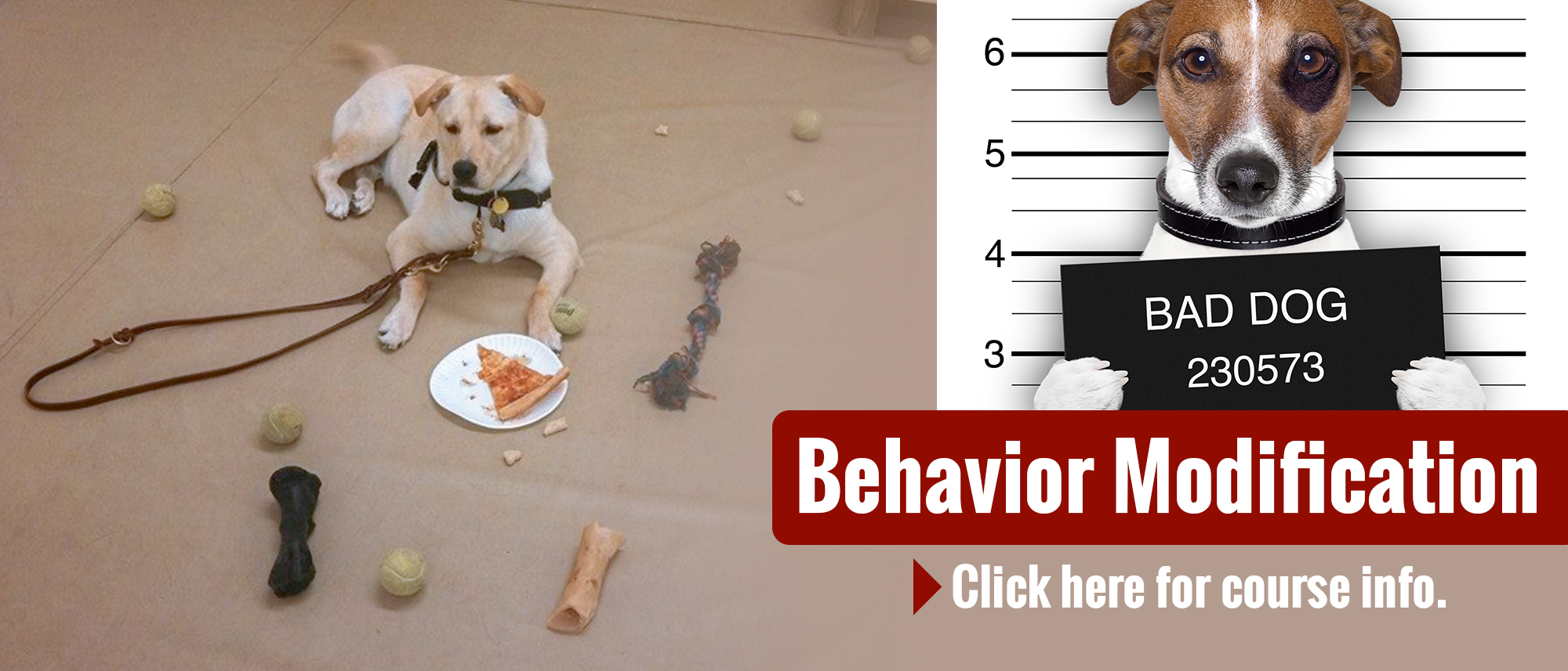 Home Hanlon's K9 NJ Dog Trainer Toms River, NJ