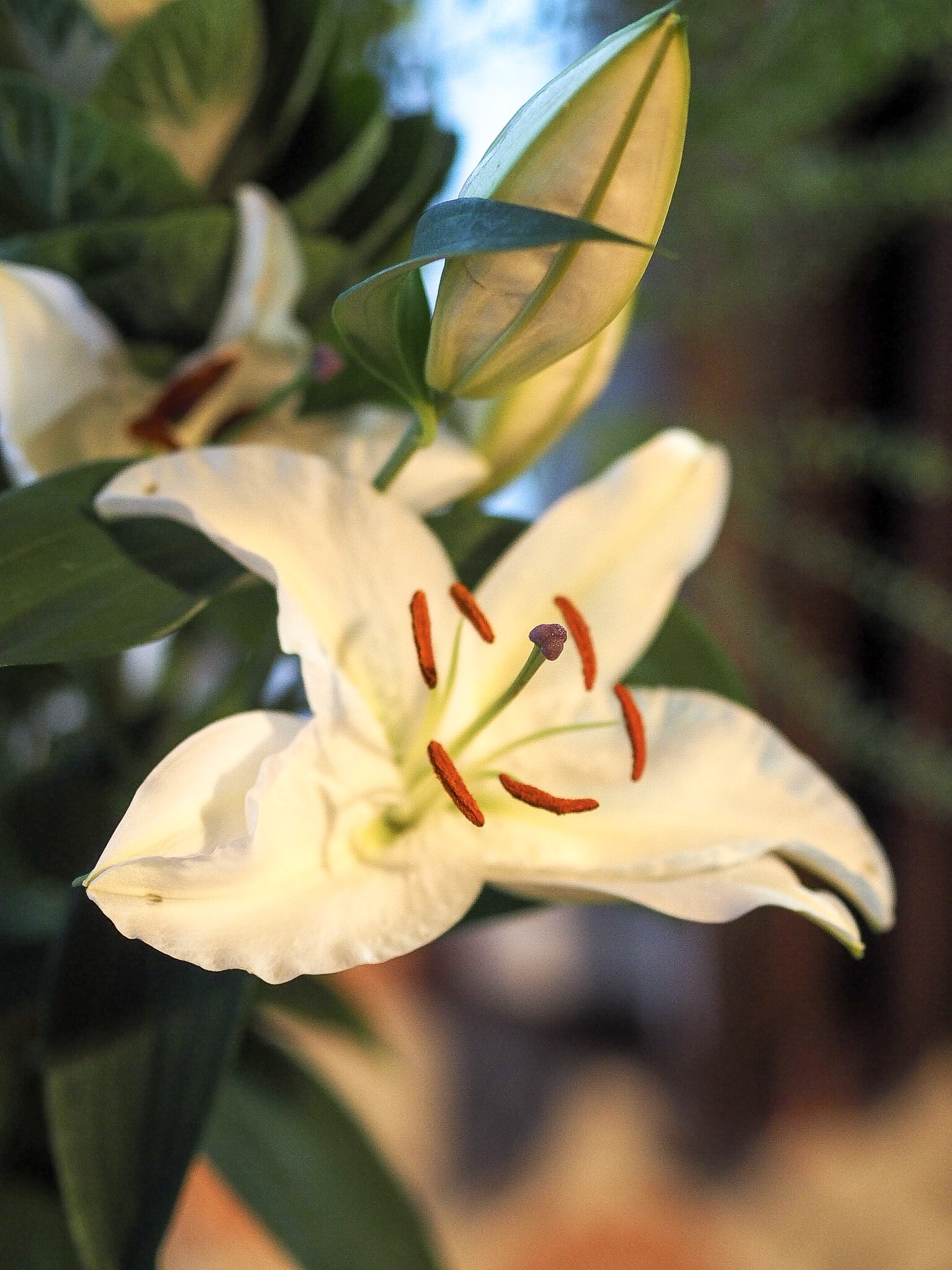 Brighten Up Your Room with A Bunch of Freddie's Flowers hannatalks