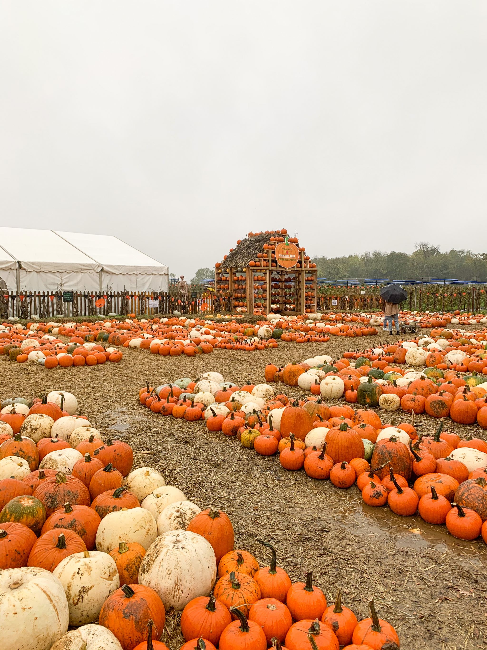 Pumpkin Picking at Cammas Hall hannatalks