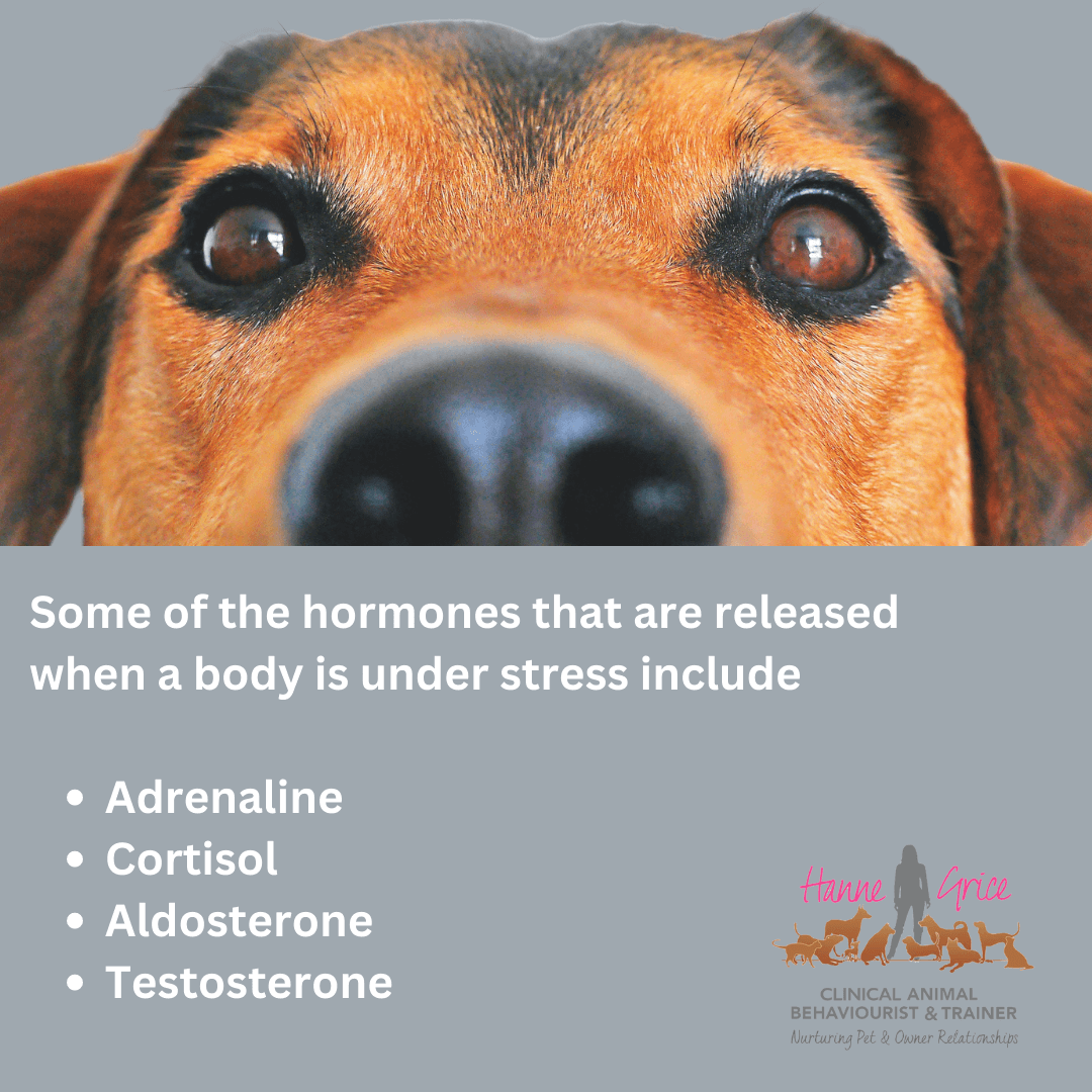 Stress in dogs what we can't see Hanne Grice Pet Training & Behaviour