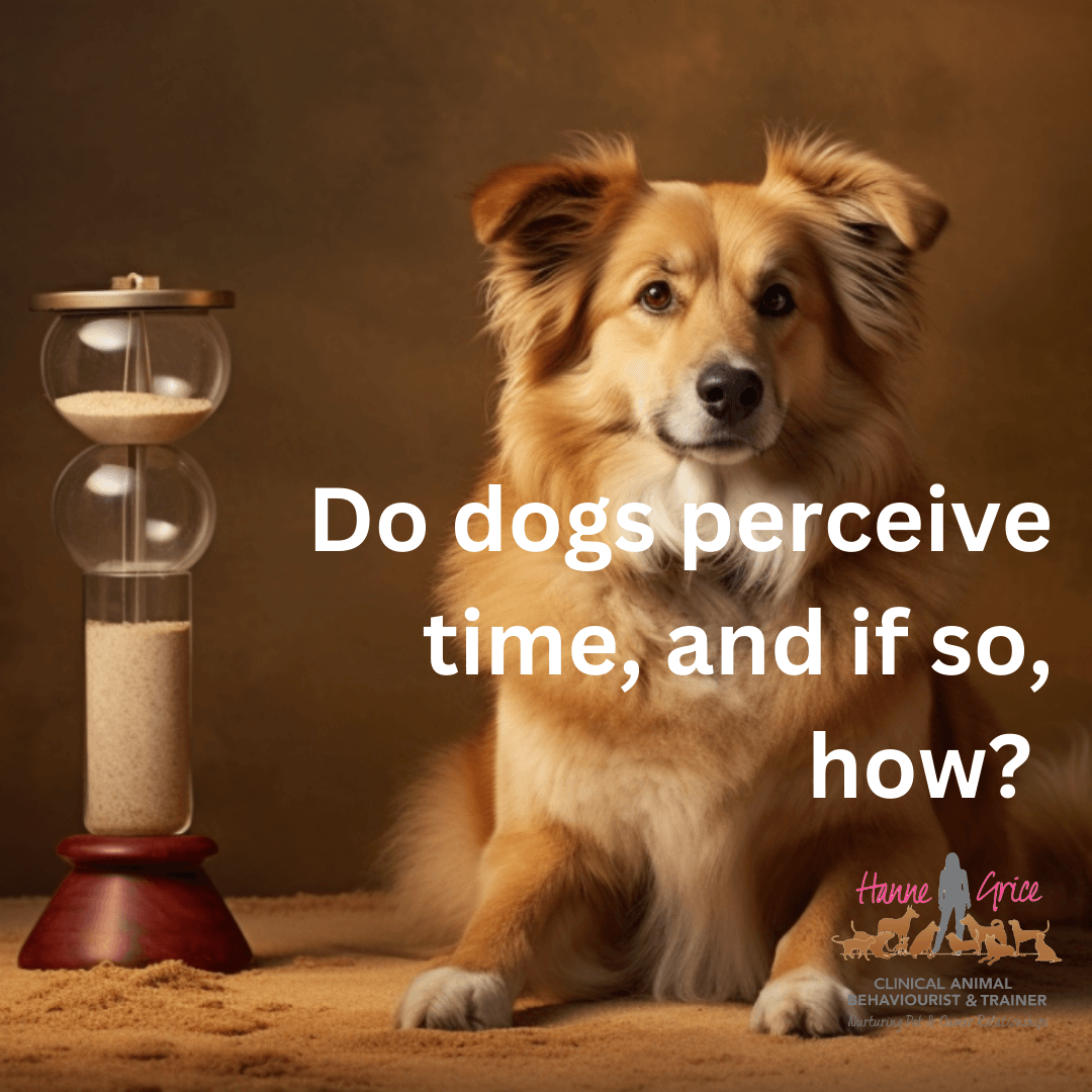 Do dogs perceive time and if so how? Hanne Grice Pet Training