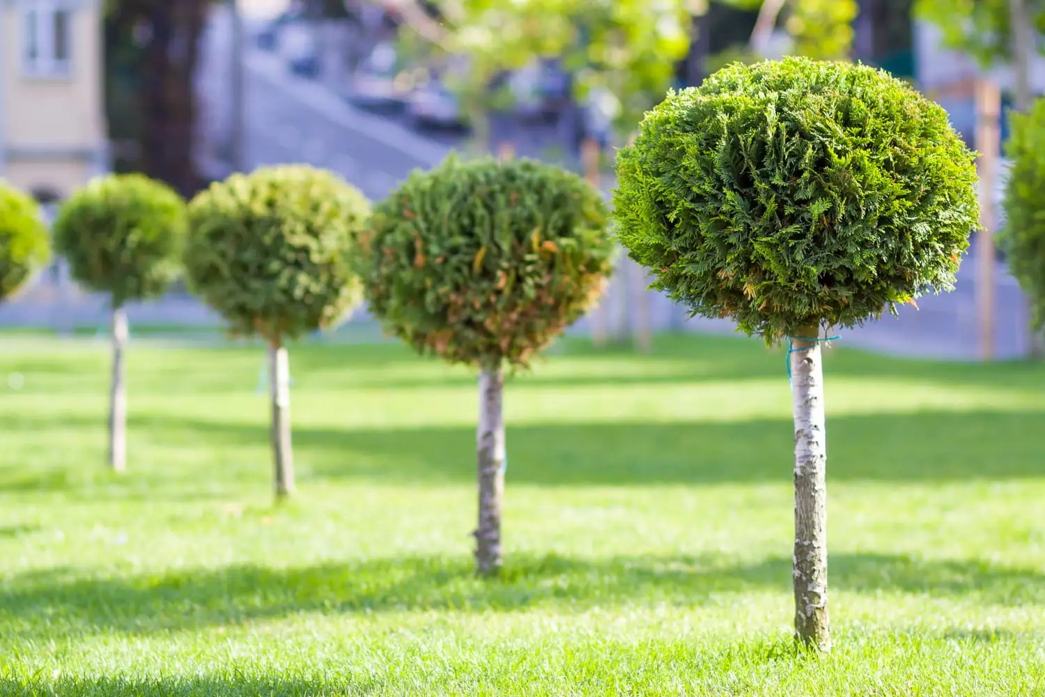 Should You Apply Fertilizer to Trees? HANS