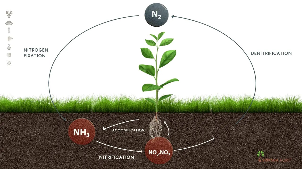 How Does the Use of Fertilizer Affect the Nitrogen Cycle HANS