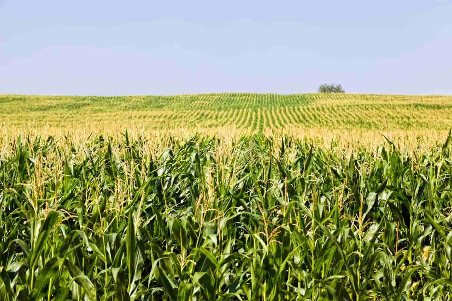 How Much Fertilizer Per Acre for Corn HANS