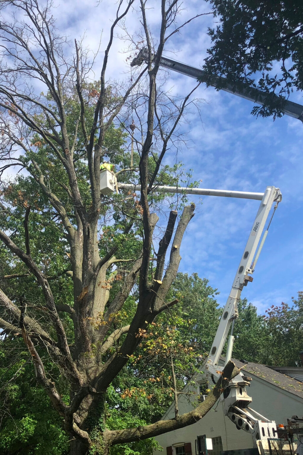 Tree Removal Hansen's Tree Service St. Louis & Branson, MO