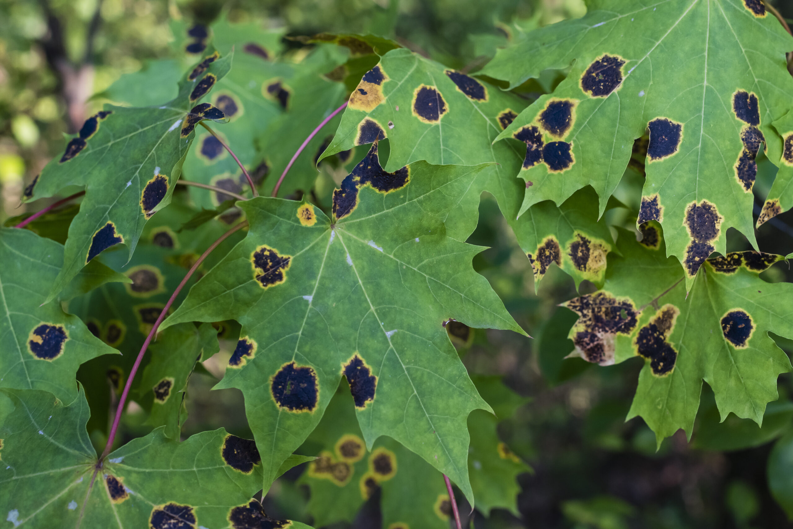 What Are These Brown & Black Spots On My Maple Leaves? Hansen's Tree