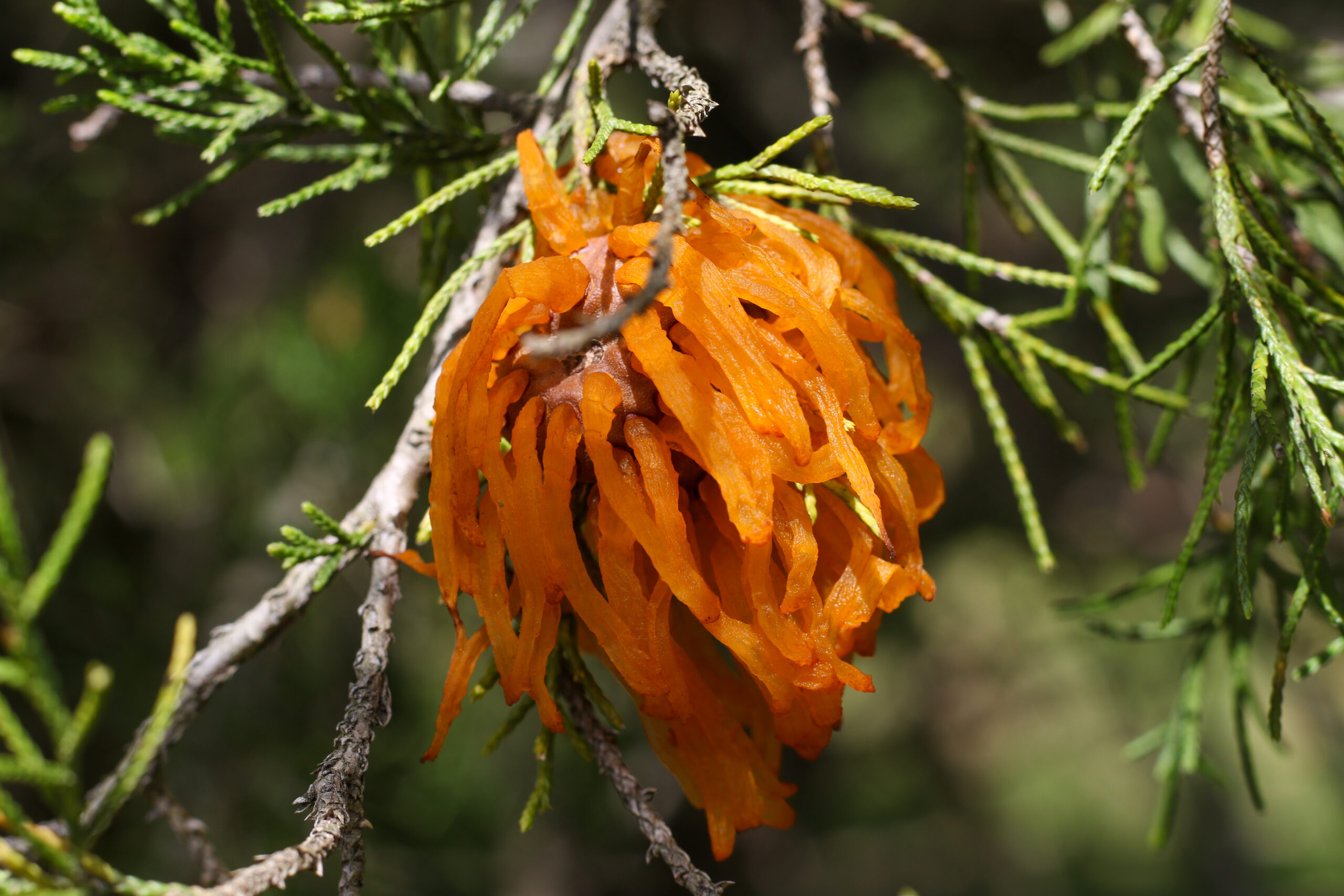 cedar apple rust Hansen's Tree Service