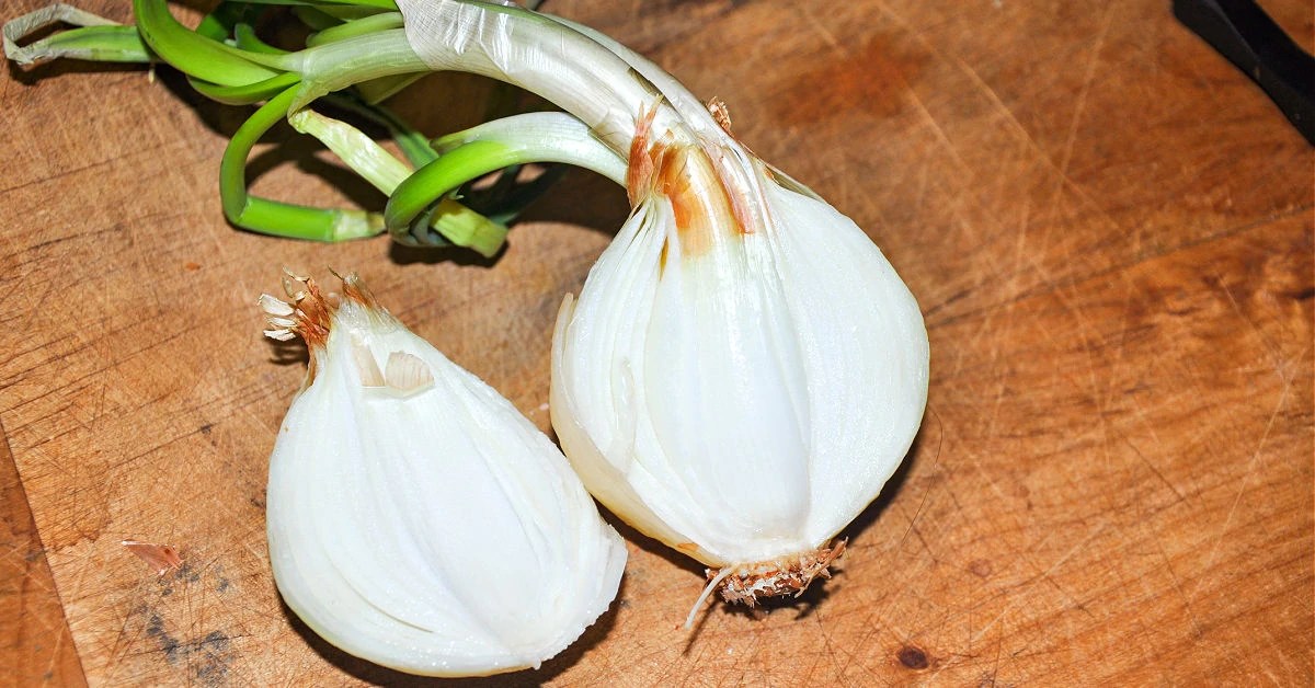 How to Plant a Sprouted Onion Happy Mothering