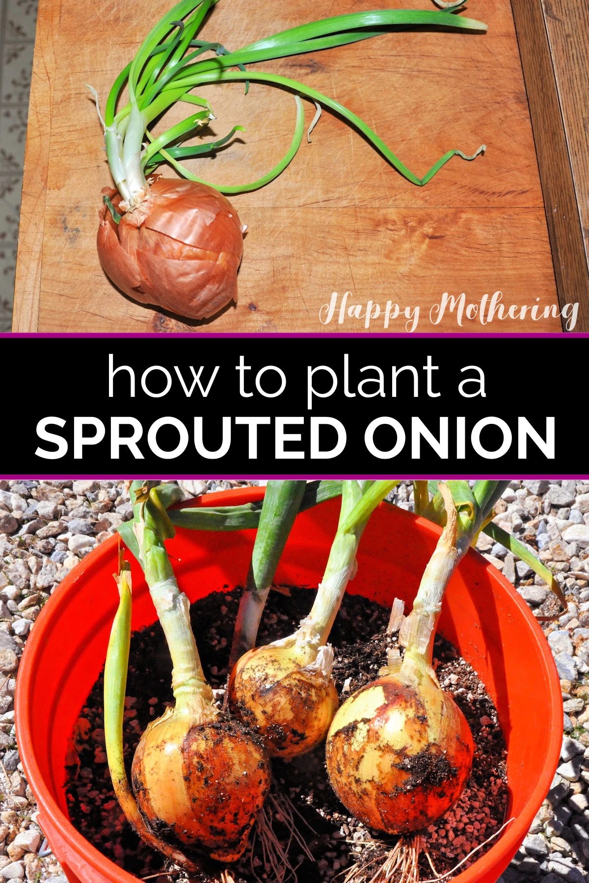 How to Plant a Sprouted Onion Happy Mothering