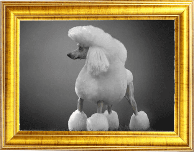 Dog Grooming Happy Paws Unleashed