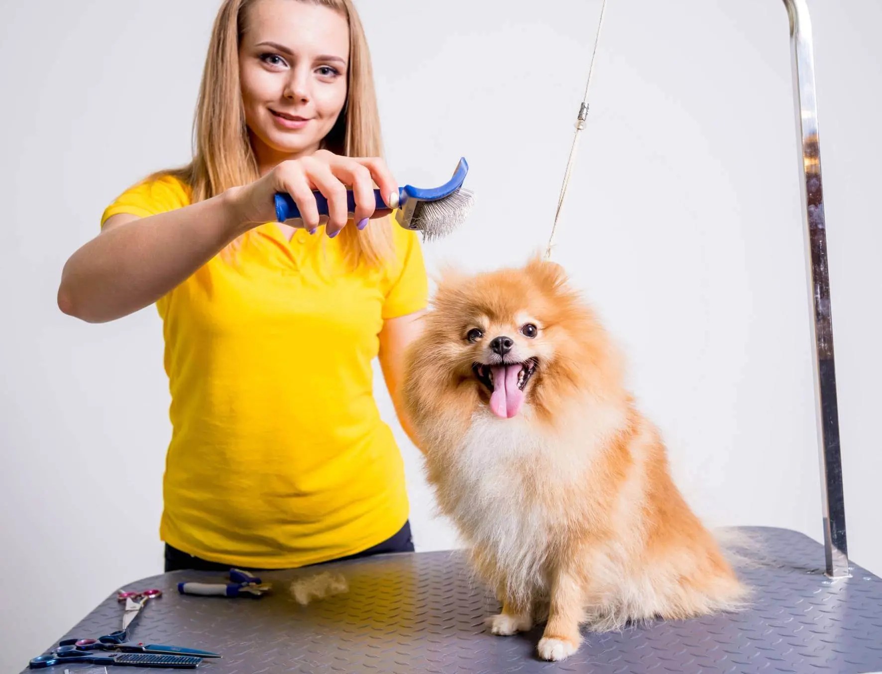 Mobile Dog Grooming Orange County Happy Spa Dogs