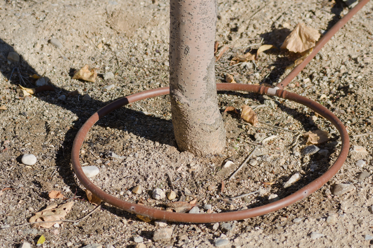 Water Your Trees with Drip Irrigation HappySprout