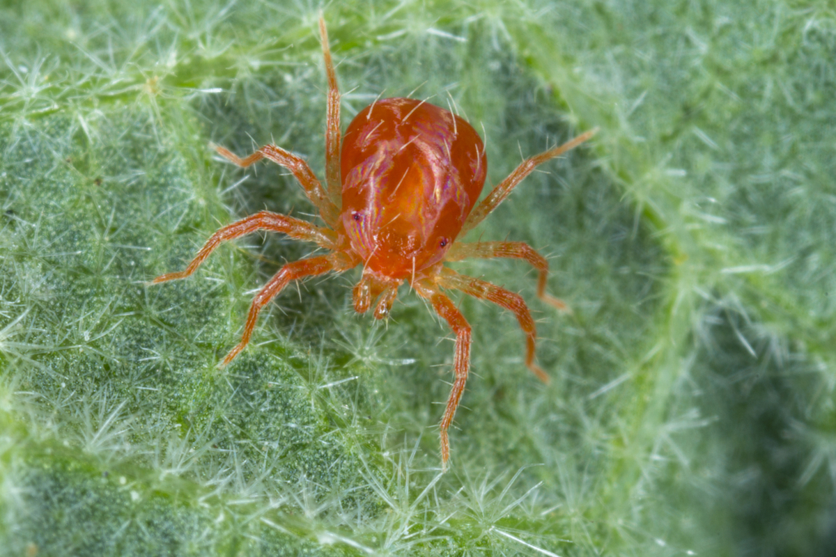 How to get rid of red spider mites in your garden HappySprout
