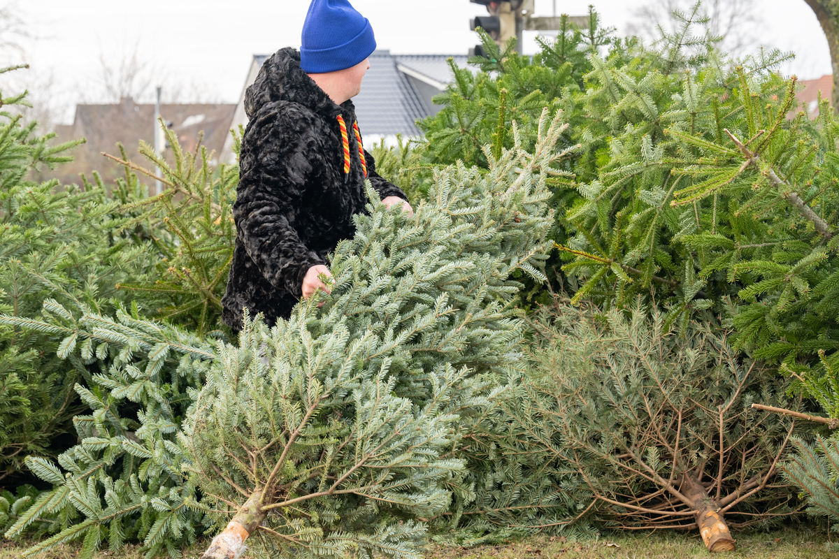 Why You Should Mulch Your Old Christmas Tree HappySprout