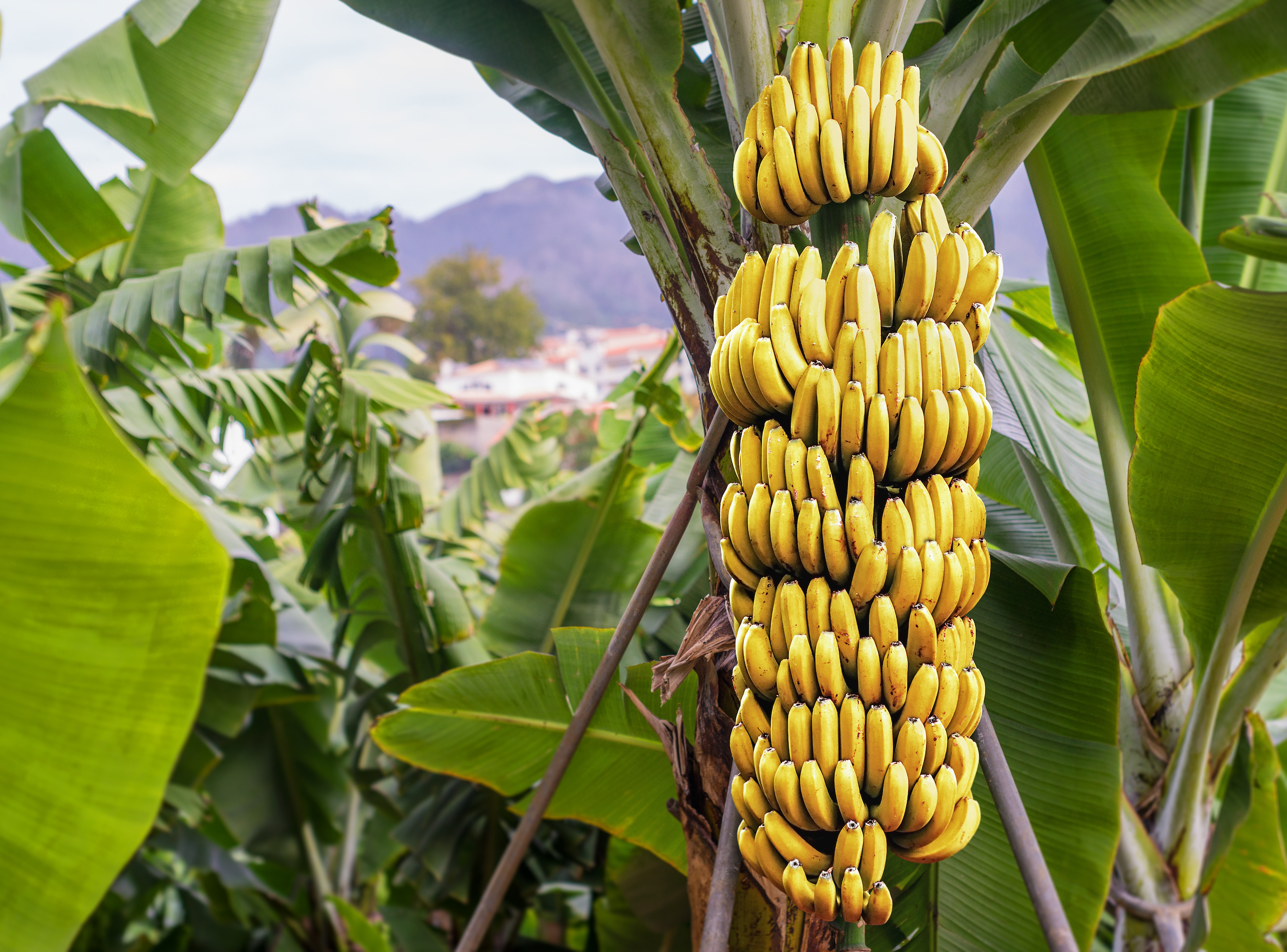How Bananas Reproduce and How You Can Grow Them Yourself HappySprout