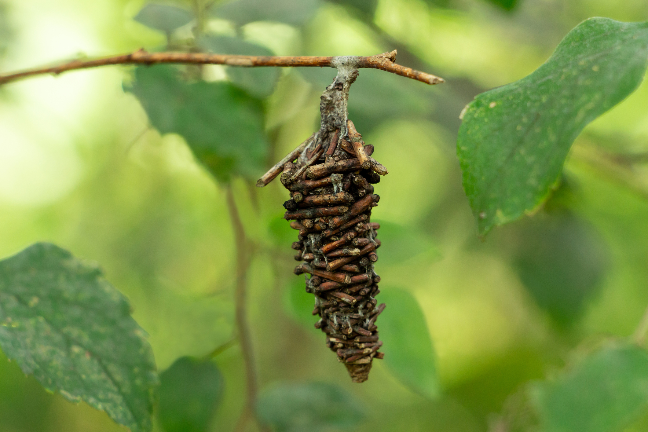 How to Get Rid of Bagworms HappySprout