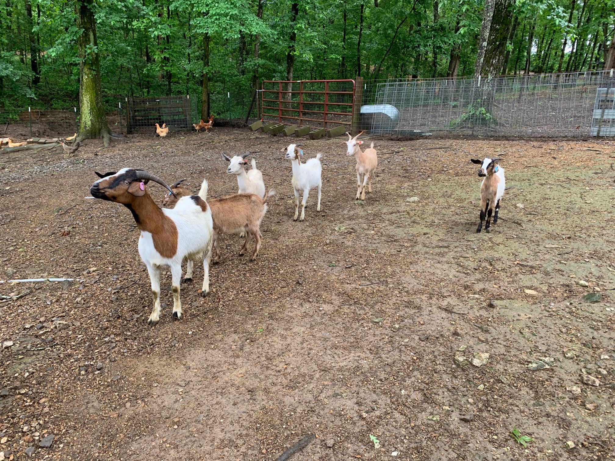 Shepherds Watch Farm Dog Boarding Kennel near Chattanooga and