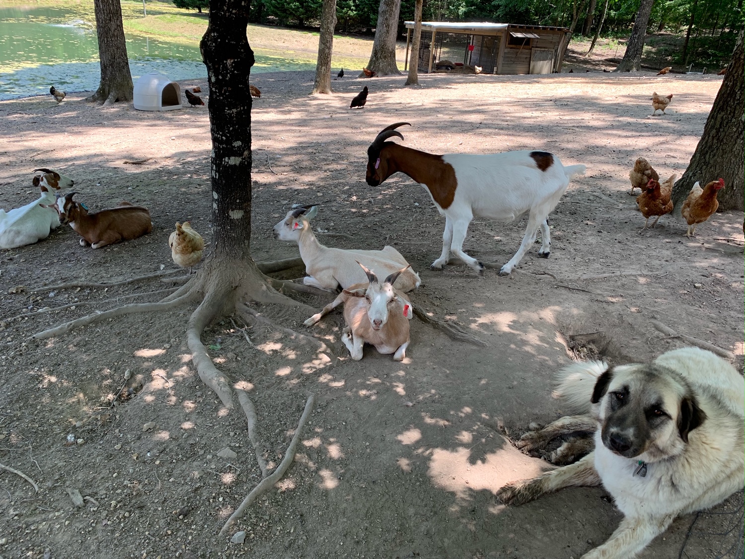 Shepherds Watch Farm Dog Boarding Kennel near Chattanooga and