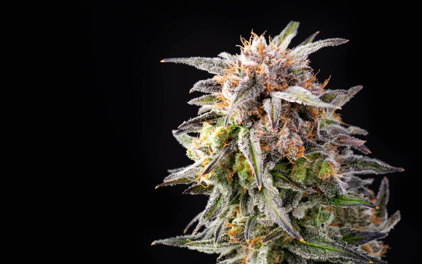 Citradelic Sunset Strain (Ghost Train Haze/Mandarin Sunset)