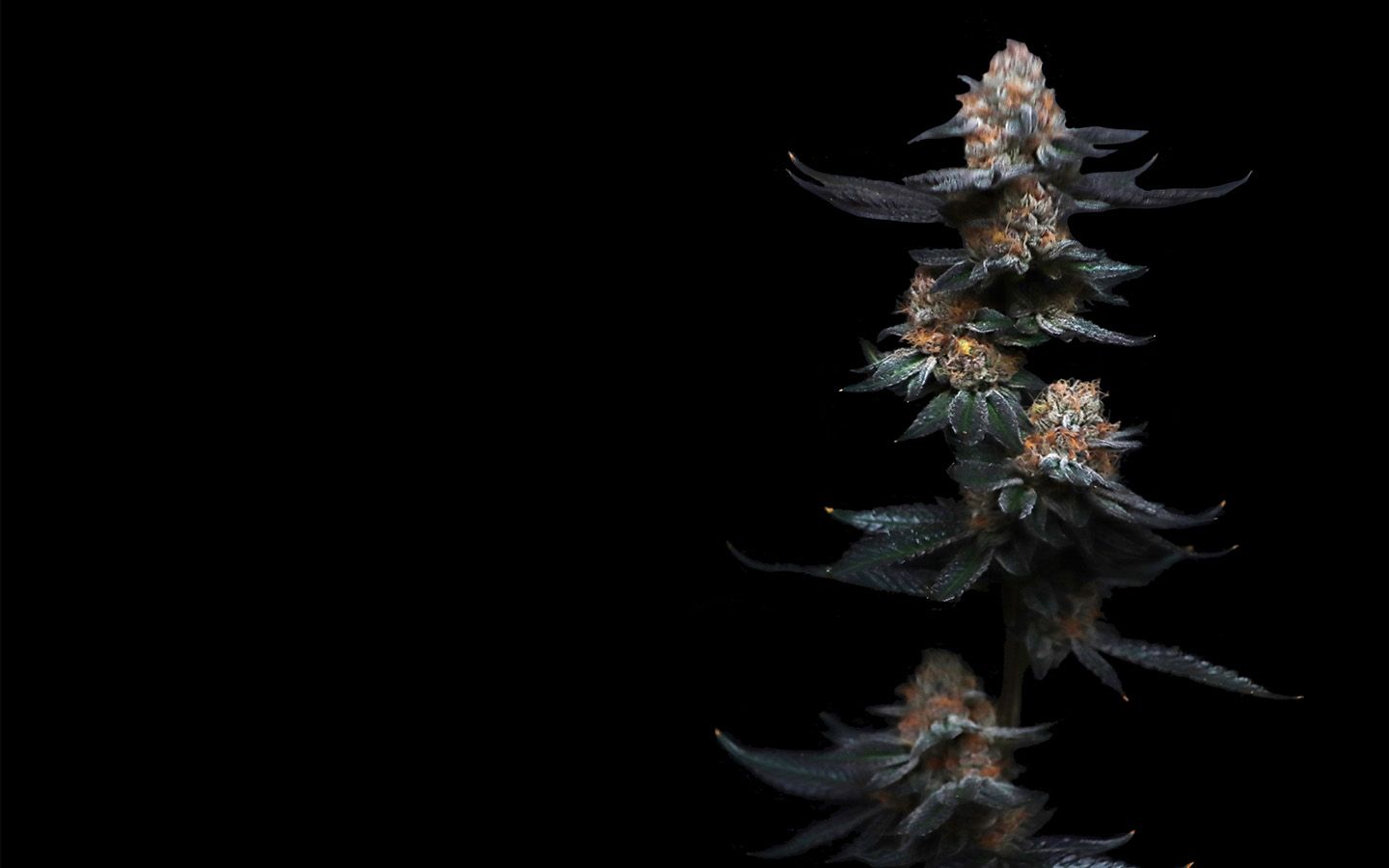 Peanut Butter Breath Strain Info Happy Valley Dispensary