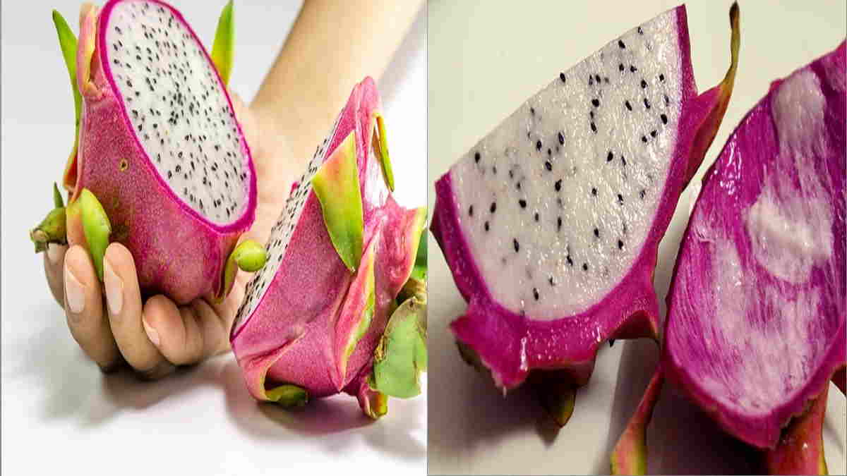 Jangan sampai buah naga kalian terlalu matang dan malah menjadi busuk. 9 Manfaat Kulit Buah Naga Untuk Mengontrol Kolesterol Dan Bikin Awet Muda Harapan Rakyat Online
