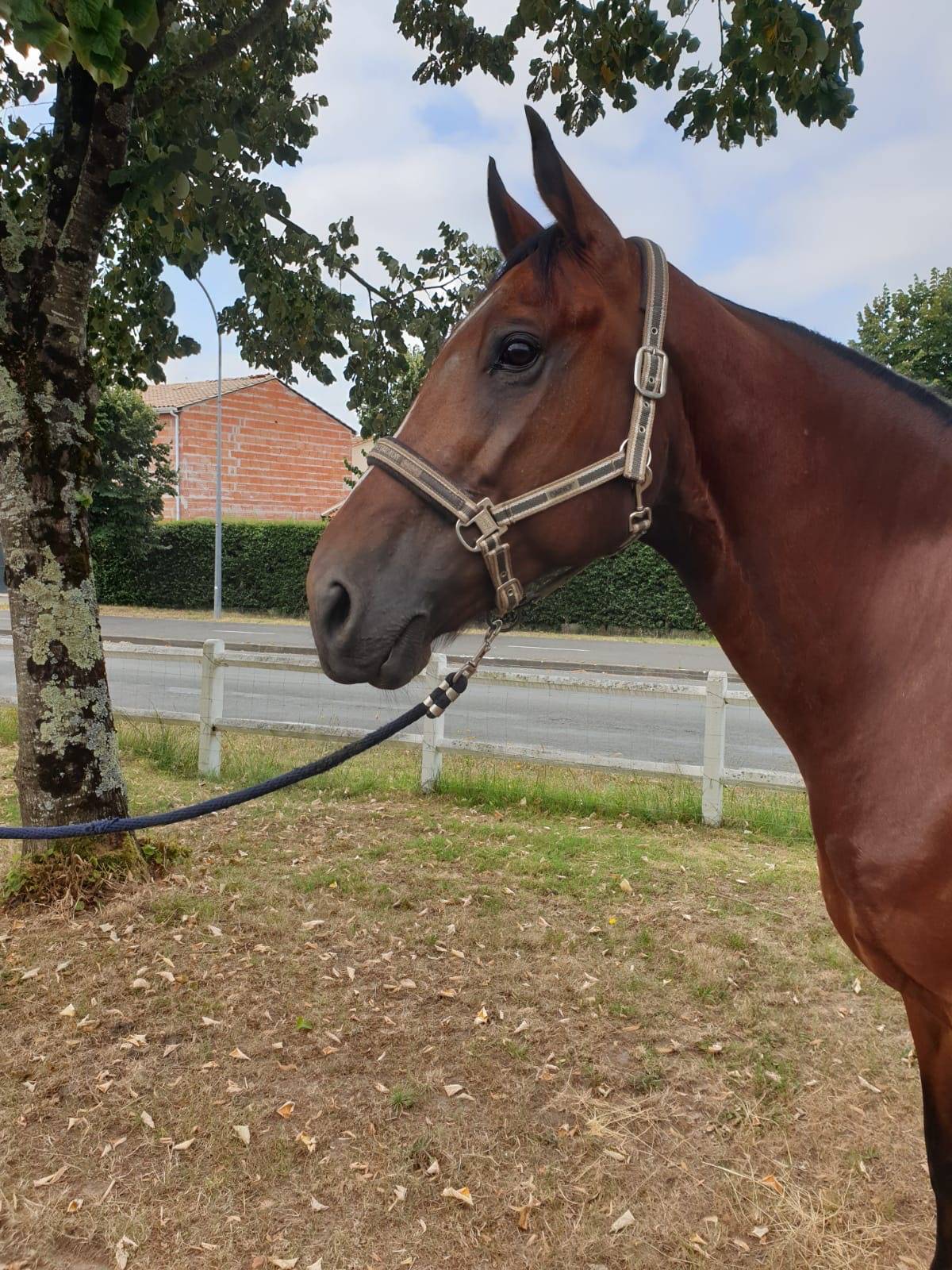 BWP (DARCO x VITA VERTIGO ) Le Haras de SaintAhon
