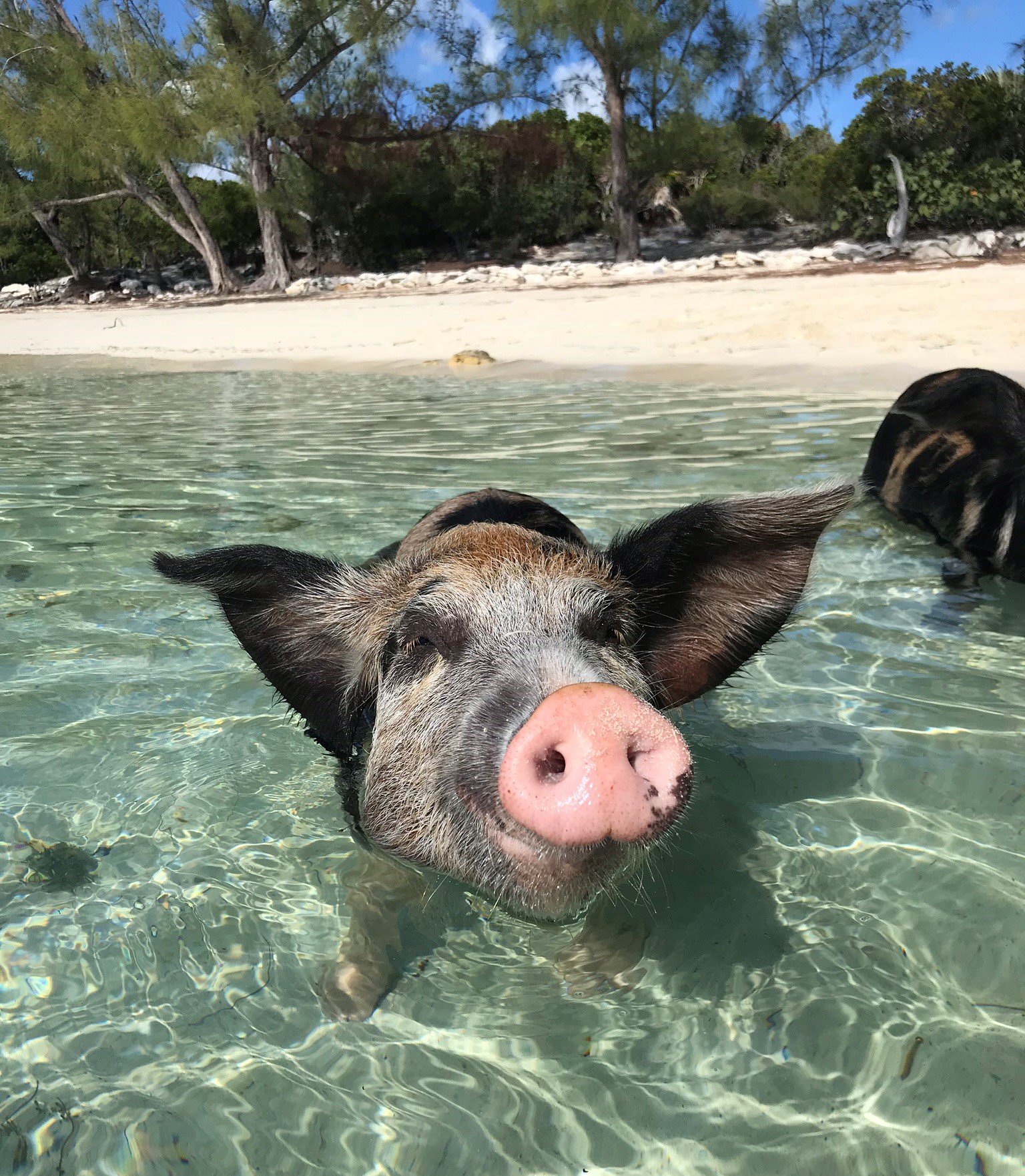 Spanish Wells Swimming Pigs Excursion Harbour Safaris
