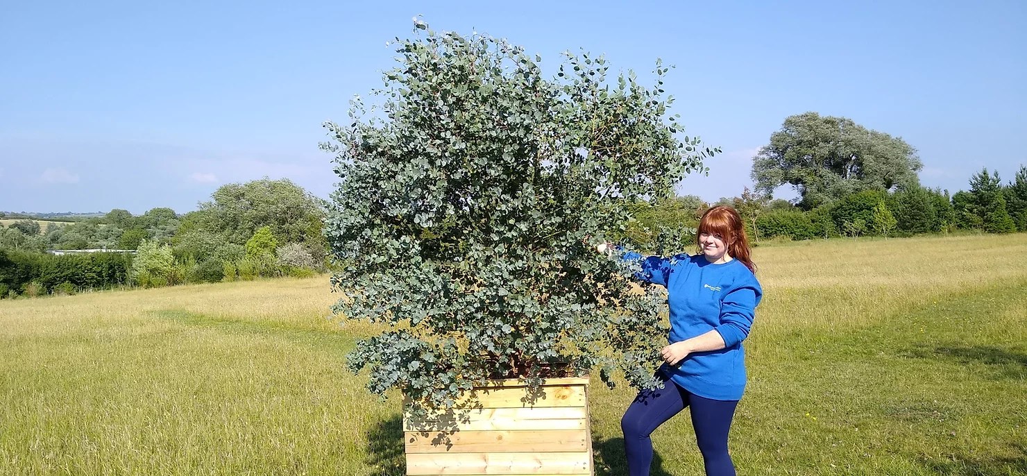 How to grow Eucalyptus in a pot and keep it alive Hardy Eucalyptus