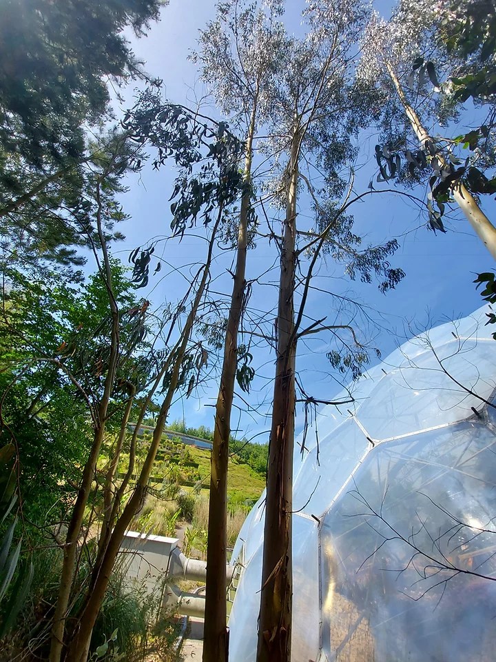 How tall do Eucalyptus trees grow? Hardy Eucalyptus