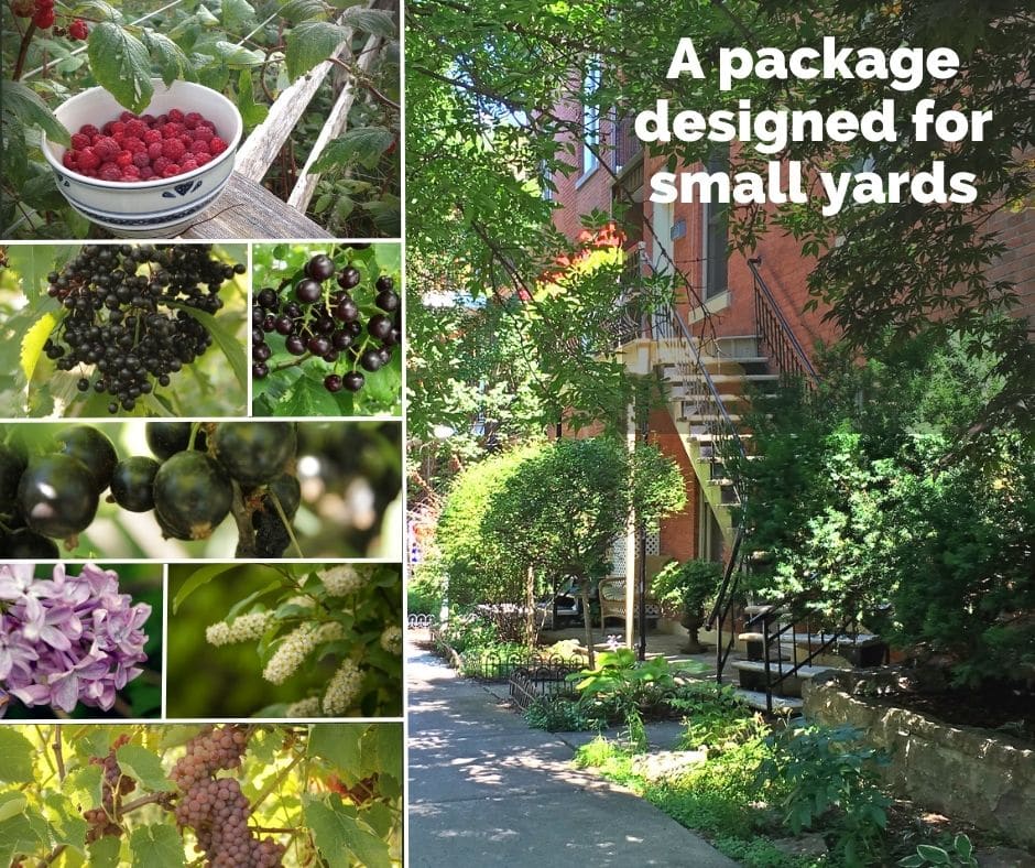 Small yards package Hardy Fruit Tree Nursery