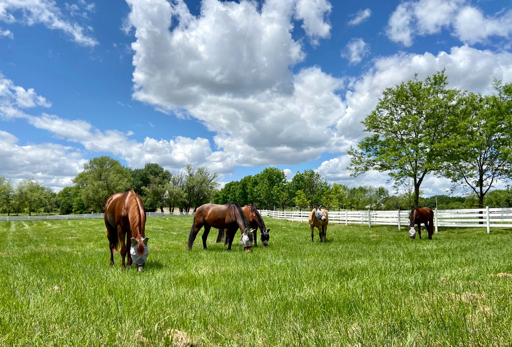 Boarding Harmony Hills EquestrianHarmony Hills Equestrian