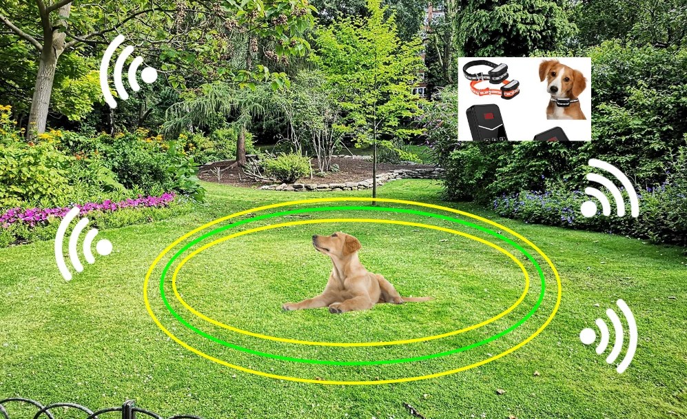 Wireless Dog Fence: A Complete Guide | Harness Hub