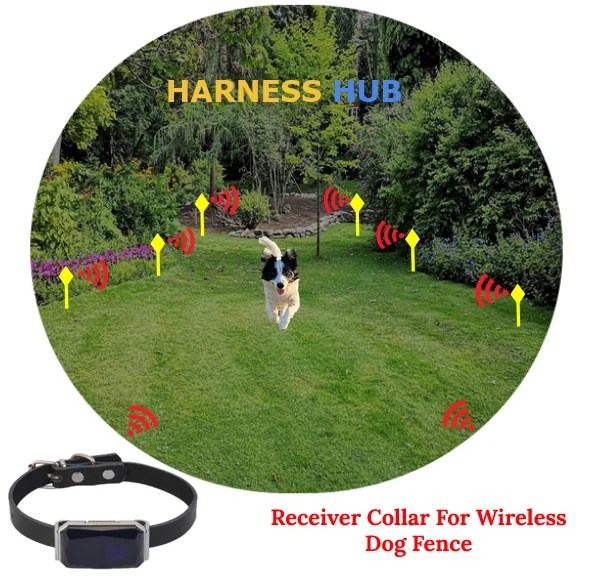 Wireless Dog Fence: A Complete Guide | Harness Hub