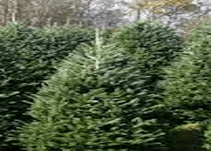 Christmas Trees Harrisburg United Methodist Church