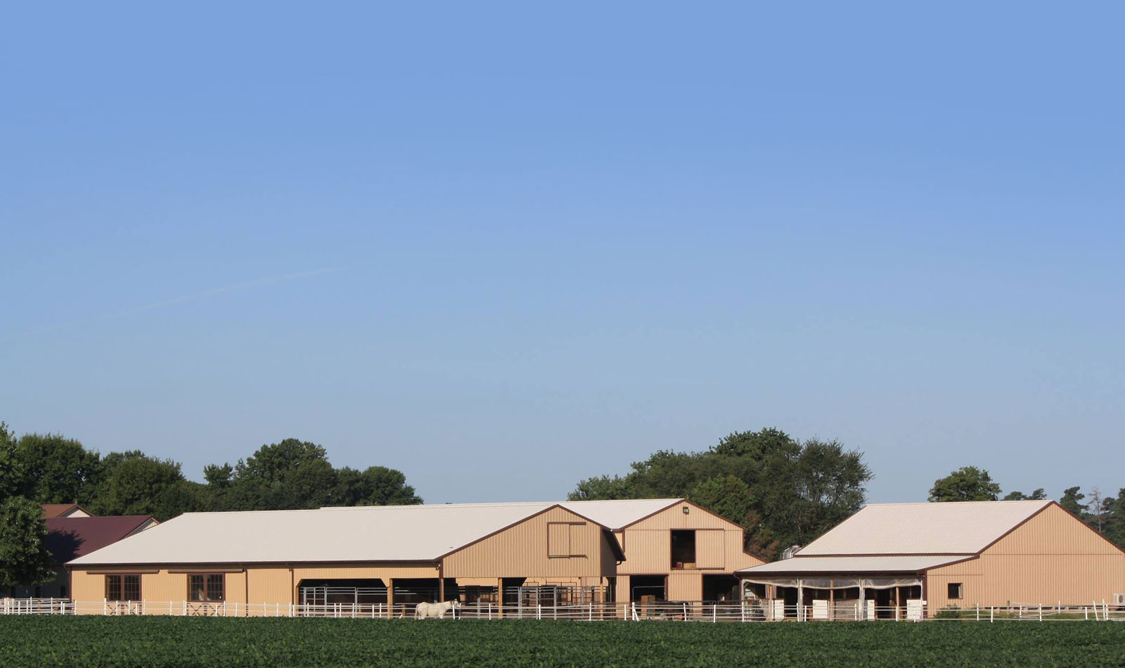 Harris Paint Horses Stallions