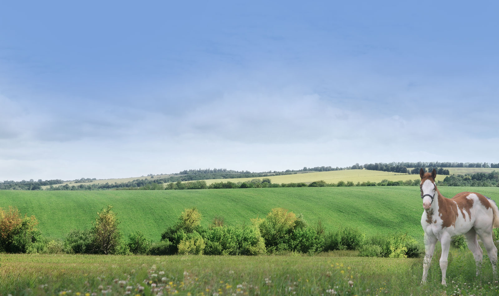 Harris Paint Horses Stallions