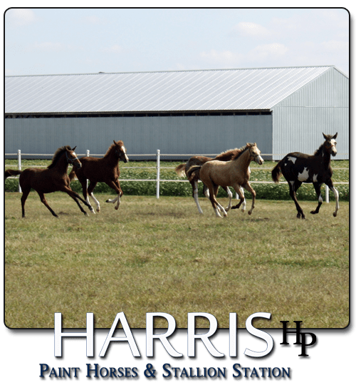 Paint Horse Stallion