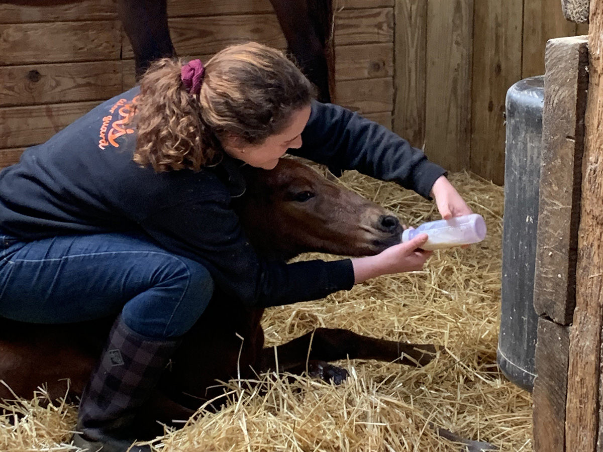Services at Harris Paint Horses