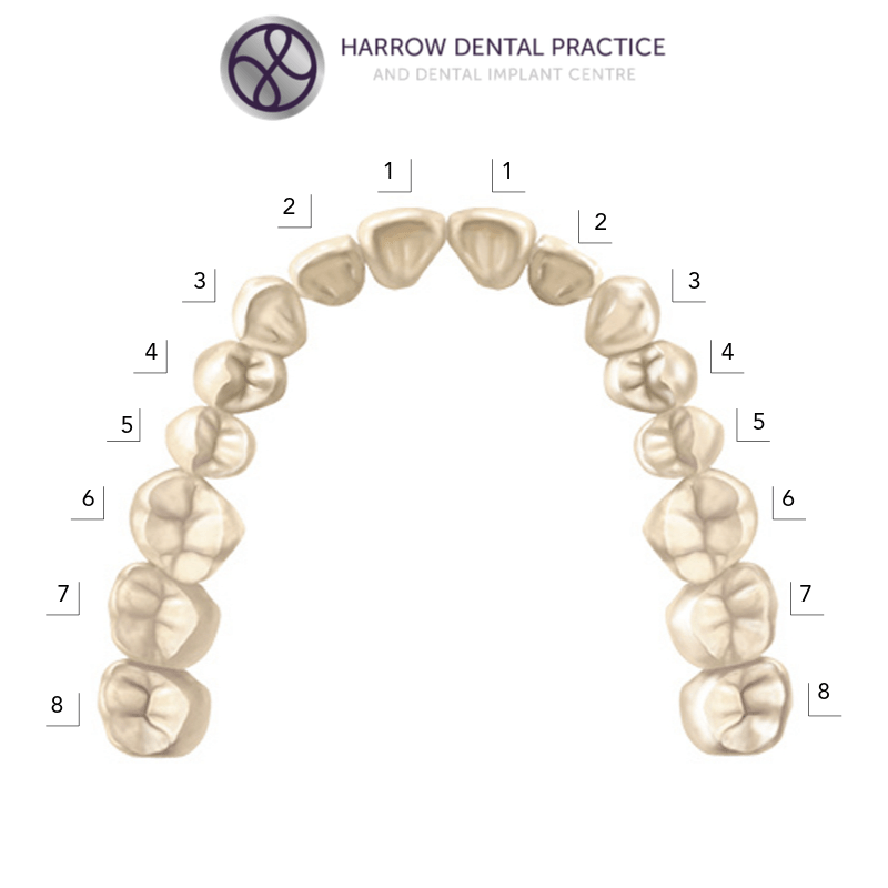 Teeth Names and the Tooth Numbering System Harrow Dental Practice Blog