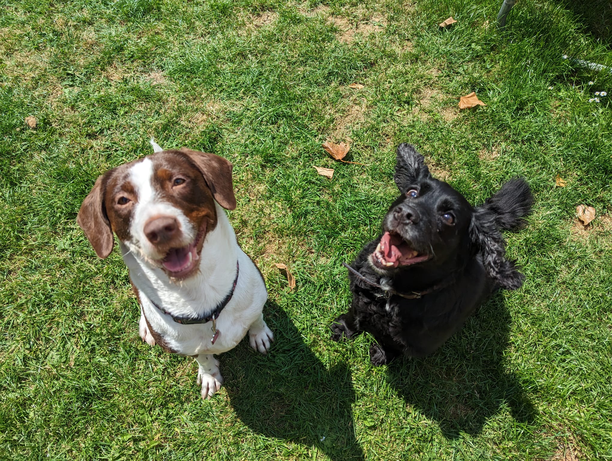 Join as a Host Hartwell Dog Boarding & Day Care