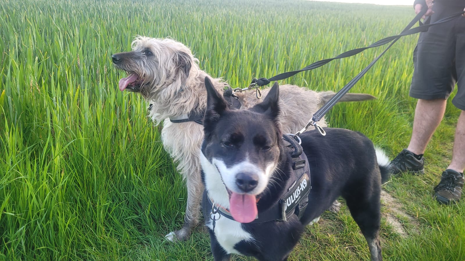 Join as a Host Hartwell Dog Boarding & Day Care