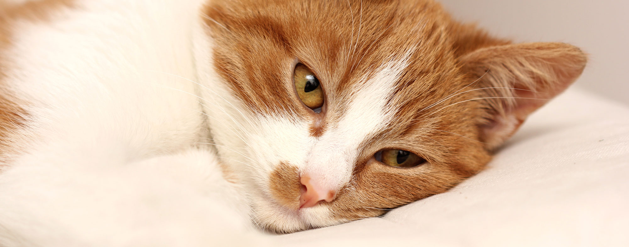 Caring for FIVPositive Cats Hartz