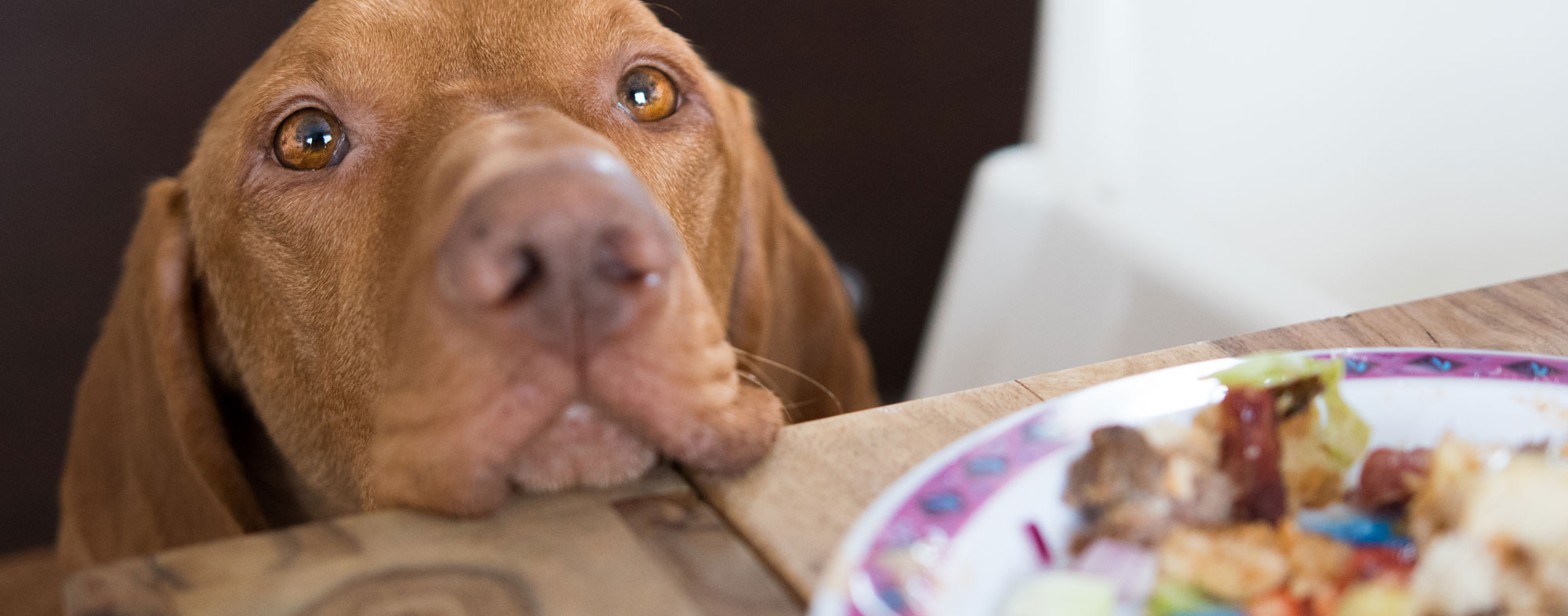 How to stop your dog from begging at the table Hartz