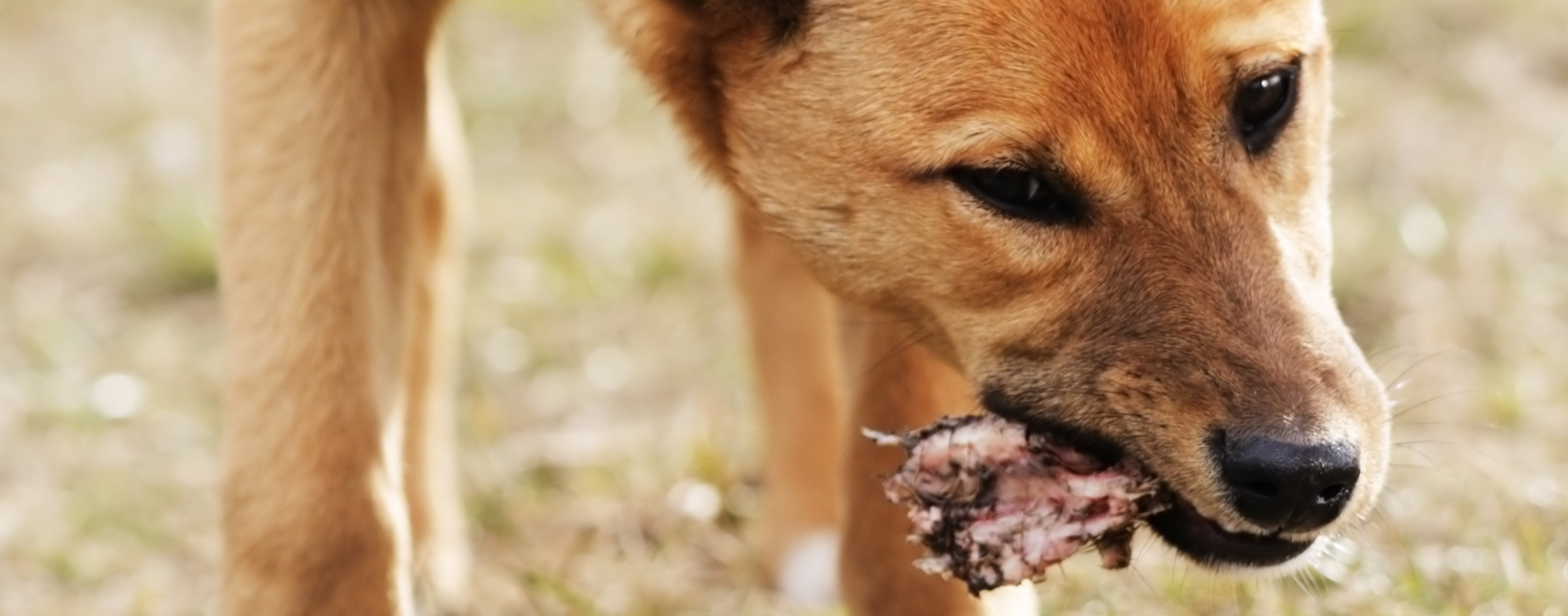 Will Moldy Food Hurt Dogs
