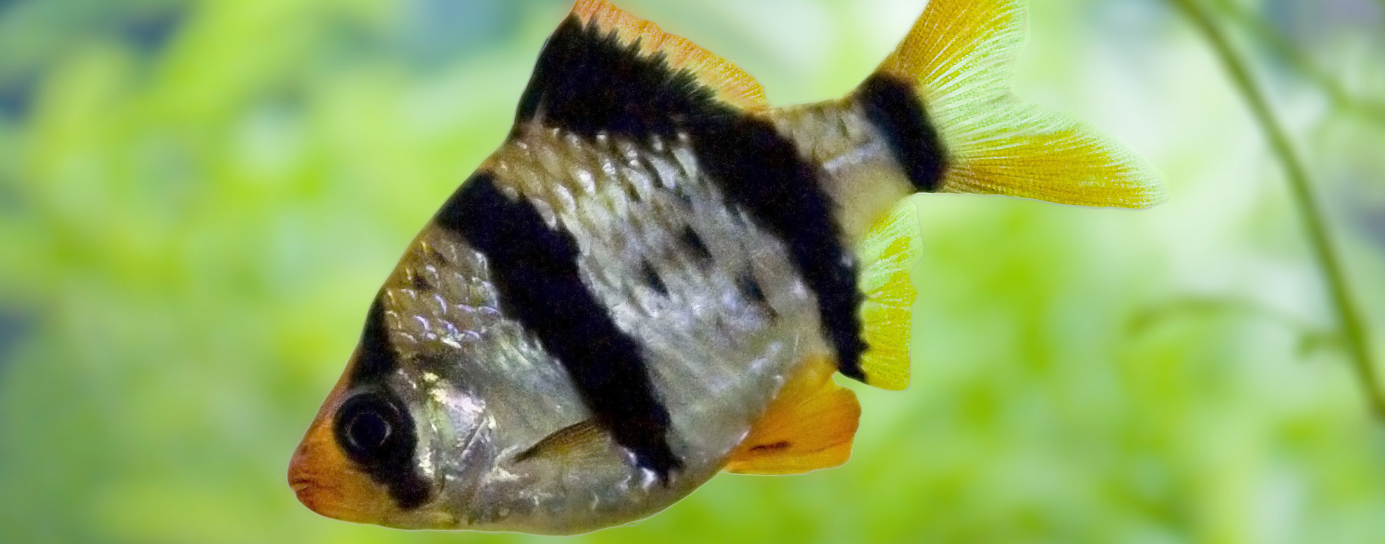 Understanding Aggressive Fish Hartz