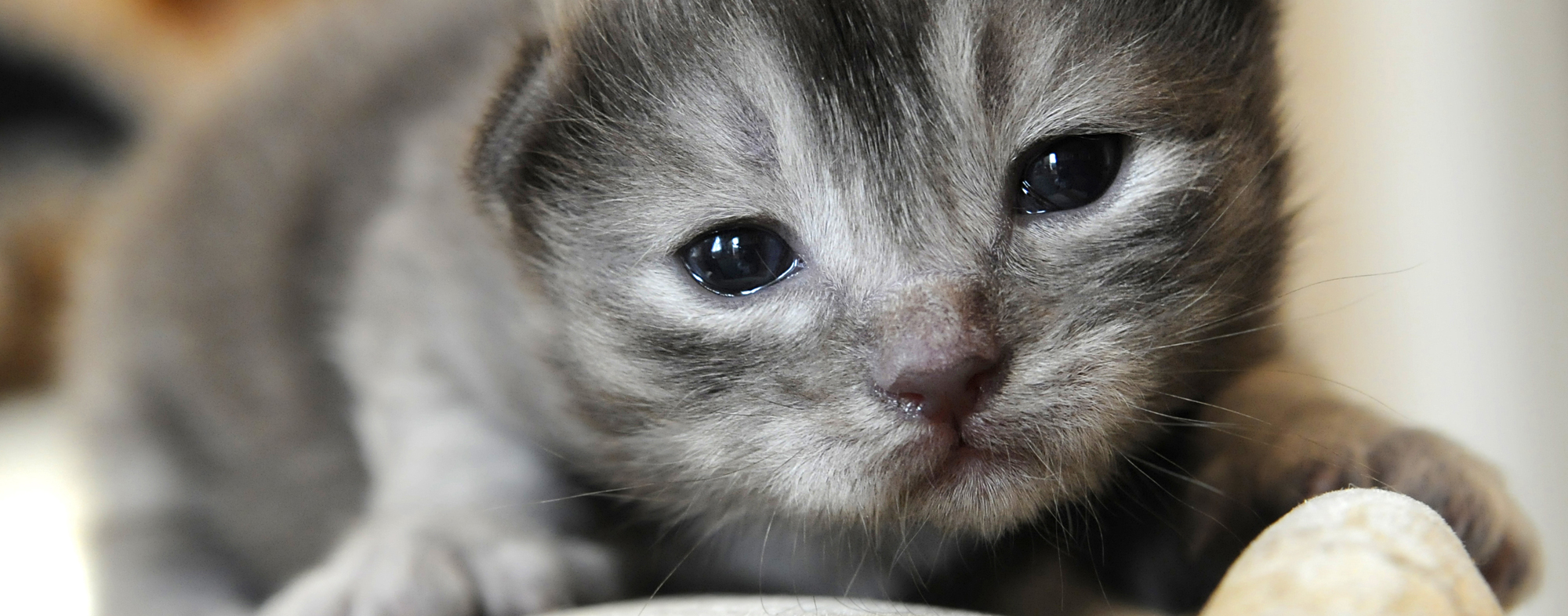 Going To The Bathroom, Kittens | Hartz